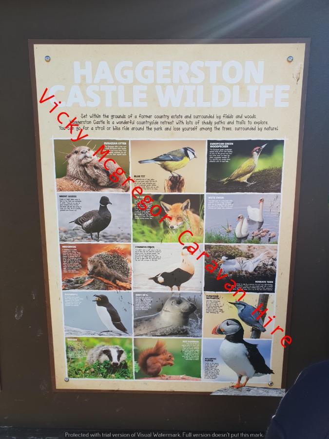 Haggerston Castle Tower Lawn Hire 호텔 버윅어폰트위드 외부 사진